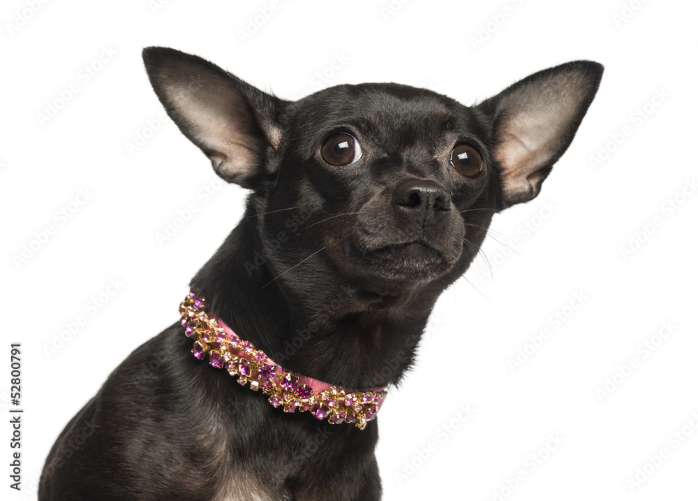 Close-up of a Chihuahua looking fearful, isolated on white