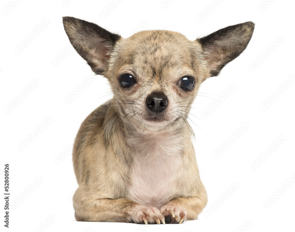 Chihuahua lying and facing, looking at the camera, isolated