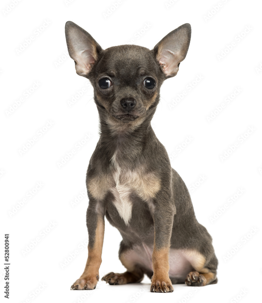 Chihuahua puppy sitting, looking at the camera, 4 months old Chihuahua puppy sitting, looking at the camera, 4 months old