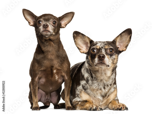 Chihuahua looking up, next to each other, 3 and 2 years old