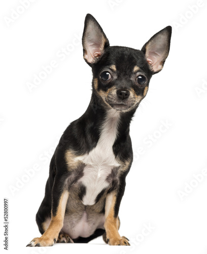 Chihuahua puppy sitting, 4 months old, isolated on white