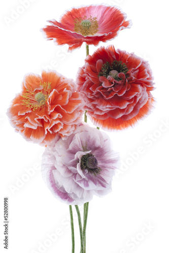 Fototapeta Naklejka Na Ścianę i Meble -  poppy