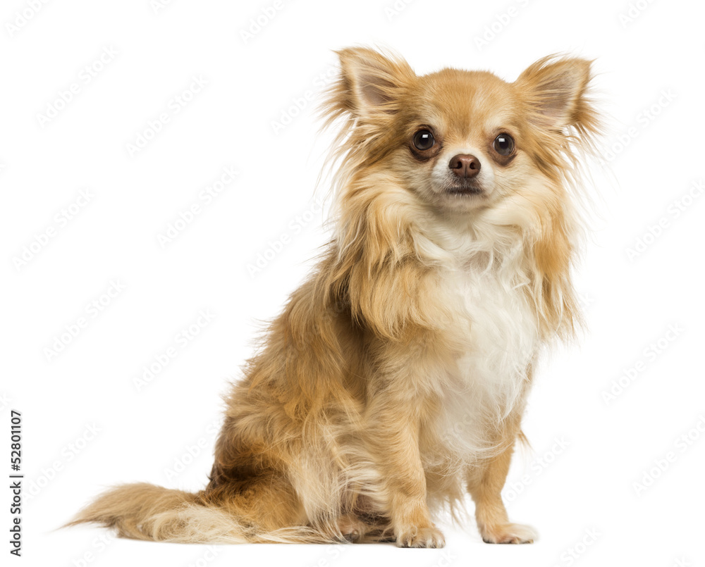 Chihuahua sitting, facing, 18 months old, isolated on white Chihuahua sitting, facing, 18 months old, isolated on white