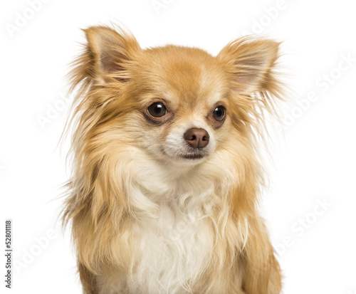 Fototapeta Naklejka Na Ścianę i Meble -  Close-up of a Chihuahua, 18 months old, isolated on white