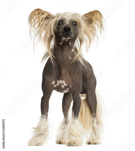 Chinese Crested Dog, standing, 3 years old, isolated on white