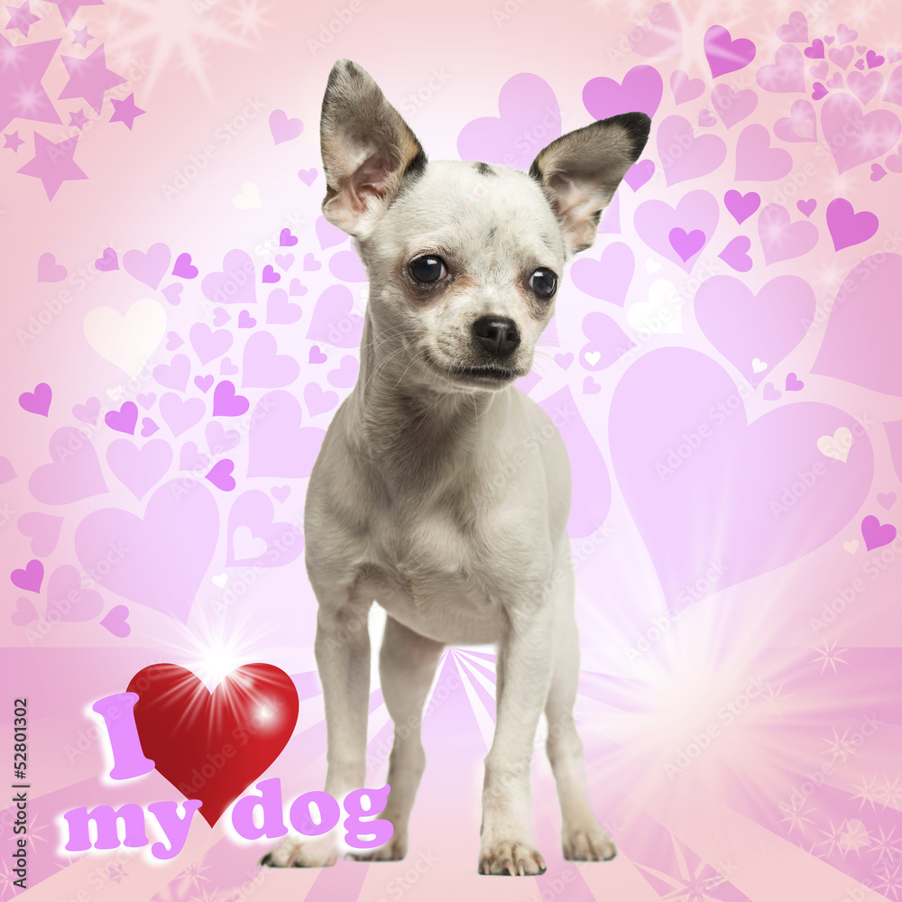 Chihuahua puppy standing on heart background, 5 months old