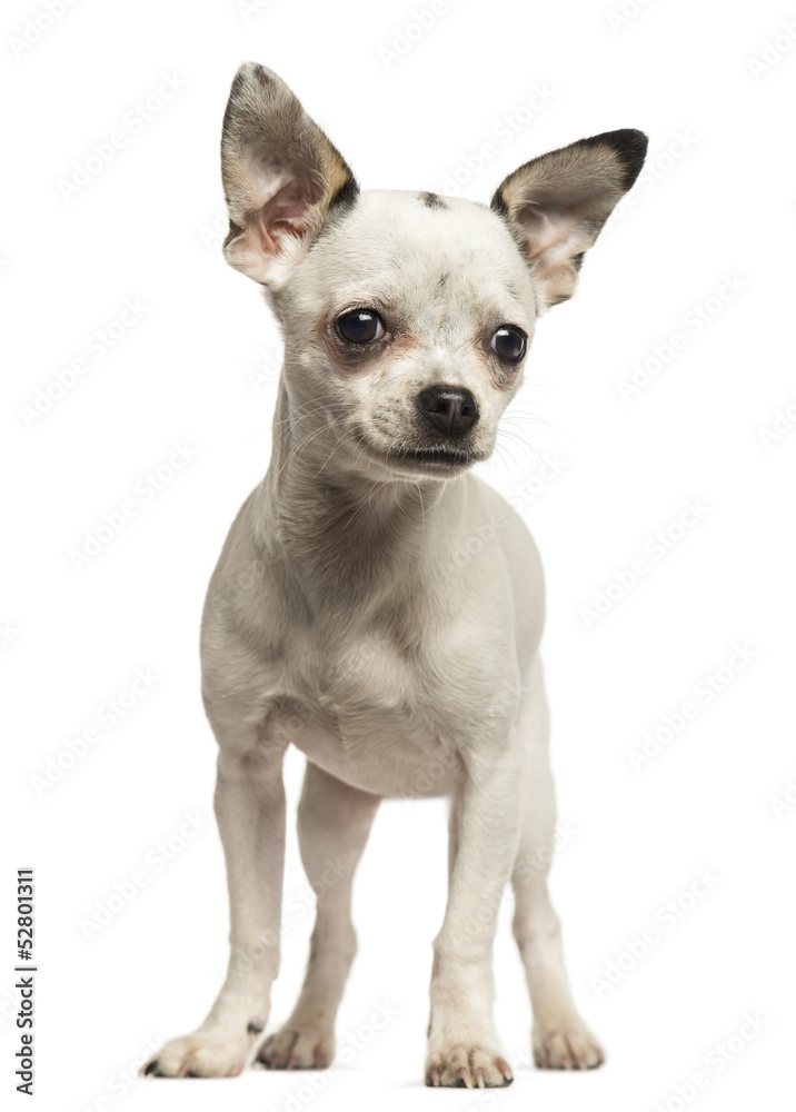 Chihuahua puppy standing, 5 months old, isolated on white