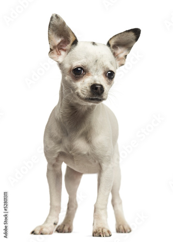 Chihuahua puppy standing  5 months old  isolated on white