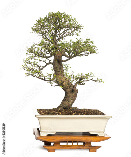 Chinese Elm bonsai tree, Ulmus, isolated on white