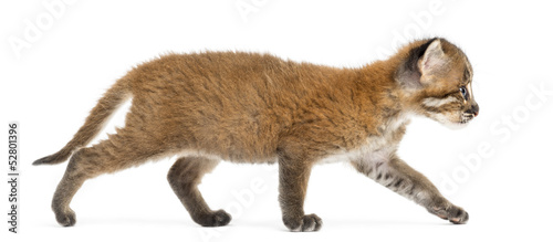 Side view of an Asian golden cat walking, Pardofelis temminckii