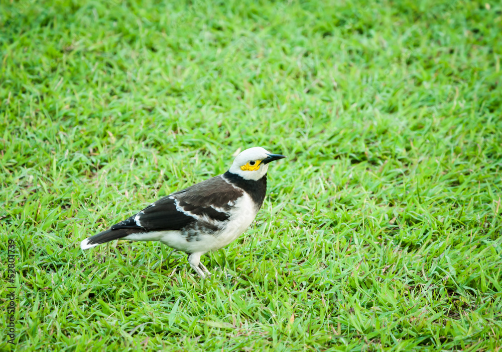 Naklejka premium Bird standing on green grassy field