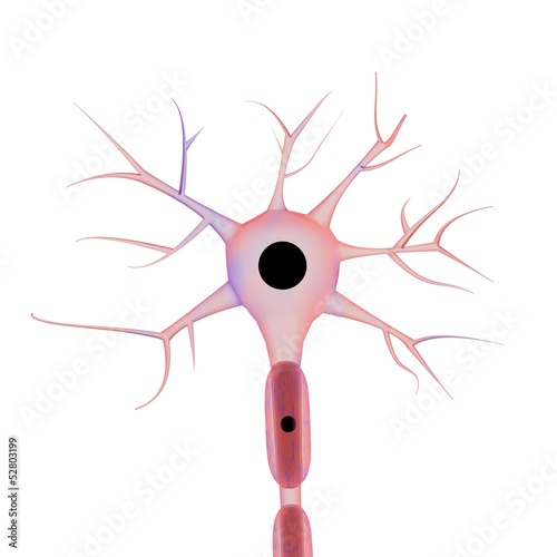 neurone su sfondo bianco