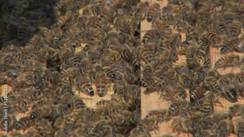 bienen & Honig / bees & honey