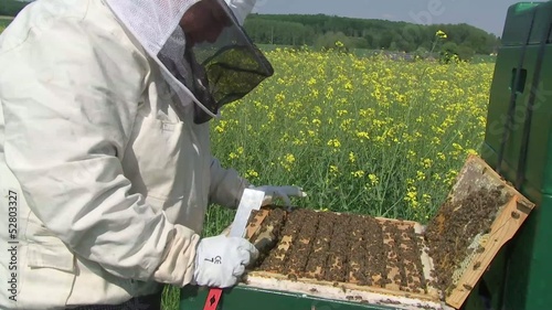 Bienen & Imker / bees & beekeeper