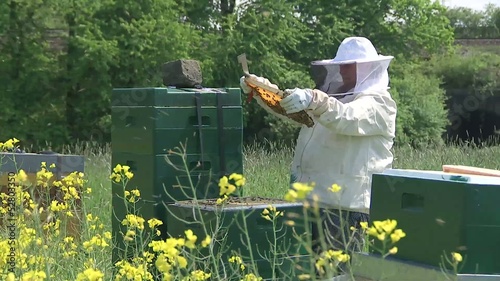 bienen & Imker / bees & beekeeper