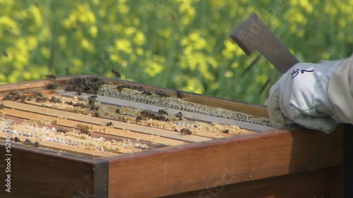 Bienen & Honig / bees & honey