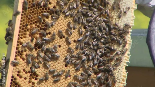Bienen & Honig / Bees & Honey
