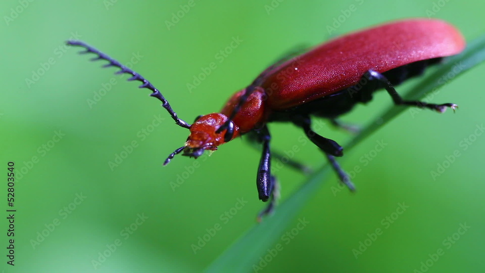 Rotköpfige Feuerkäfer - Pyrochroa serraticornis Rotköpfige Feuerkäfer - Pyrochroa serraticornis