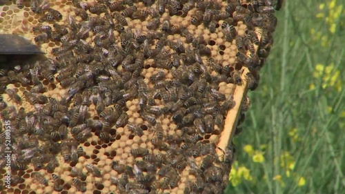 Bienen & Honig / Bees & Honey