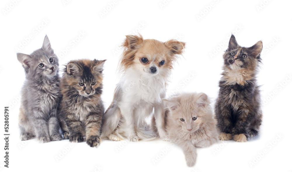 maine coon kitten and chihuahua maine coon kitten and chihuahua