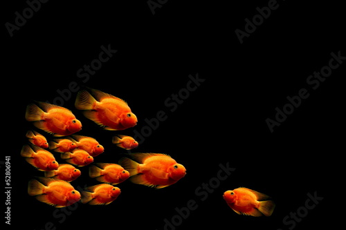 Papageienfisch