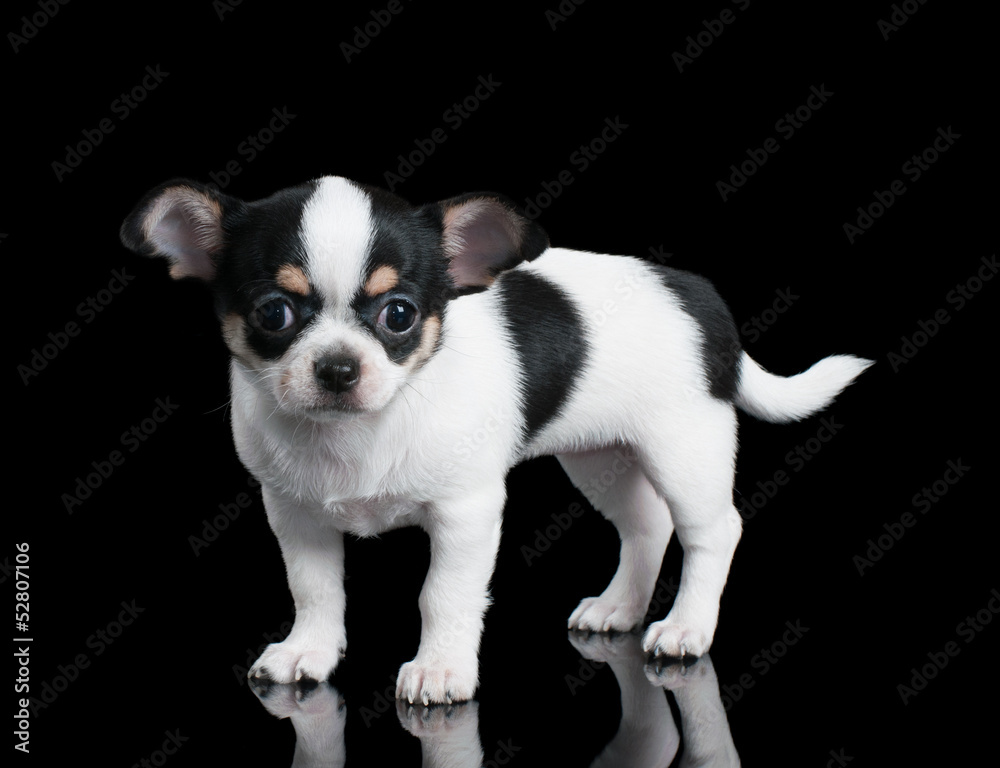 Small Chihuahua puppy stands on black background