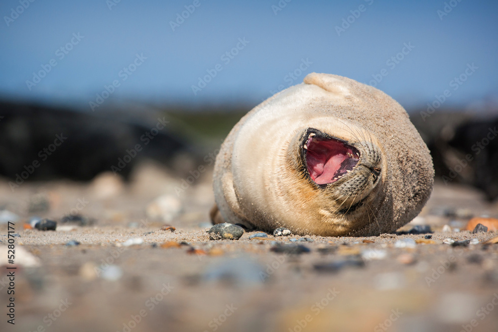 seal