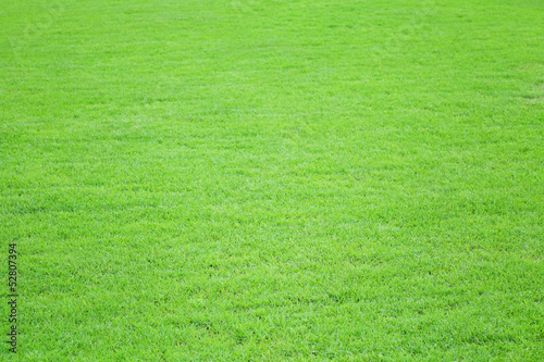 Grass field meadow background