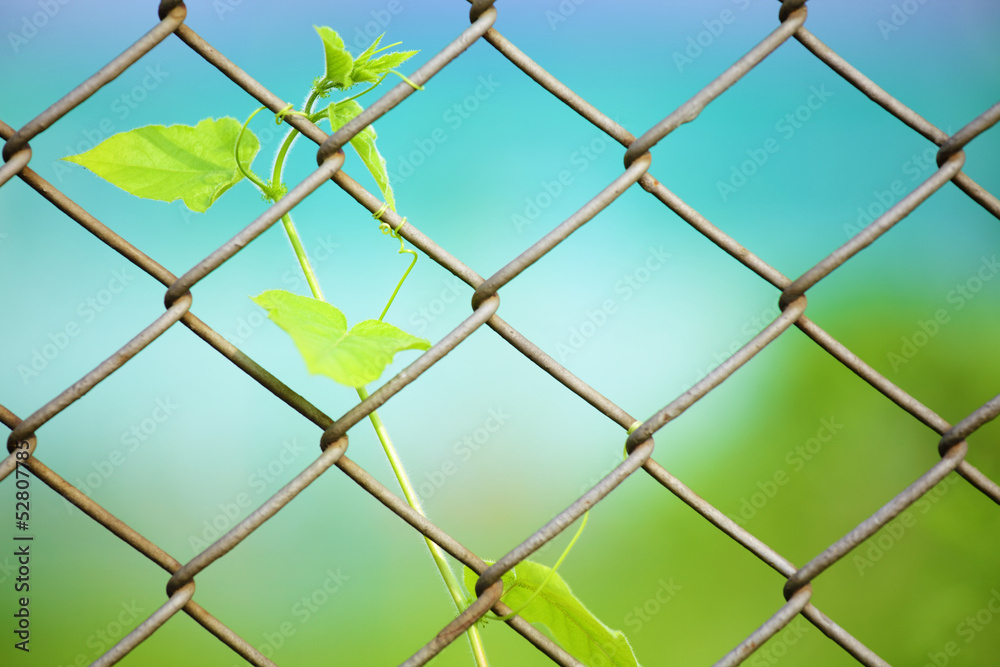 Fototapeta premium Chain link fence with fresh plant