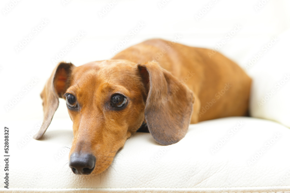 Dachshund dog on sofa