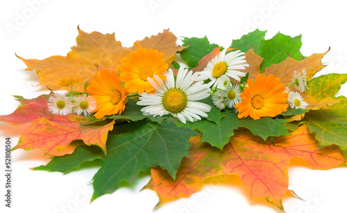 flowers and autumn leaves on a white background
