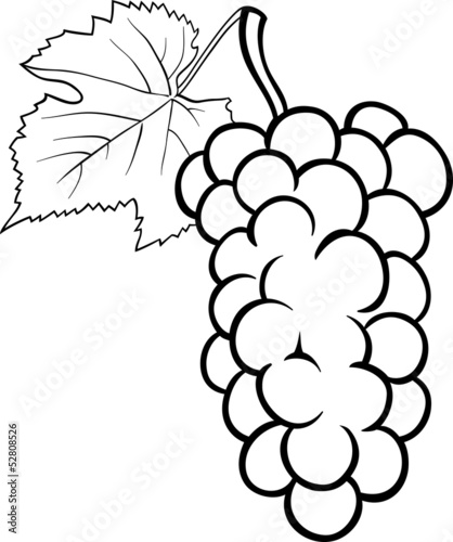 grapes illustration for coloring book