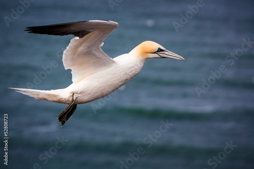 Northern Gannet