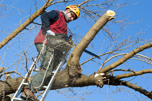 Woodcutter