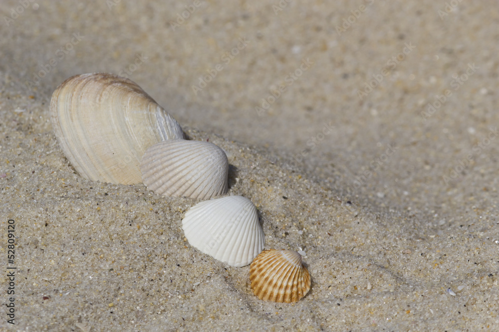 Group of shells at the beach Group of shells at the beach