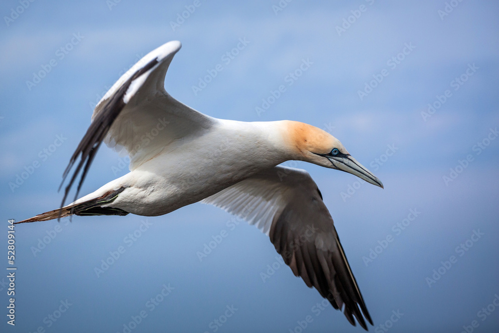 Northern Gannet Northern Gannet