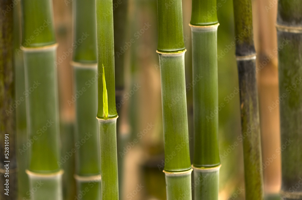 Obraz premium Bambus