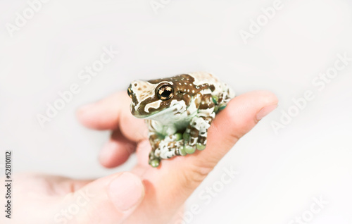 Trachycephalus resinifictrix on hand