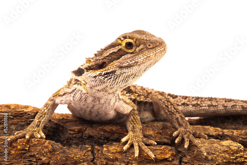 one agama bearded on the white background