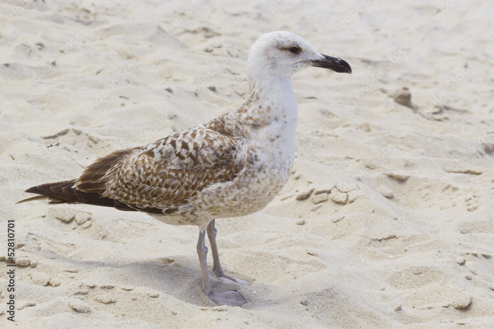 Seagull on sand