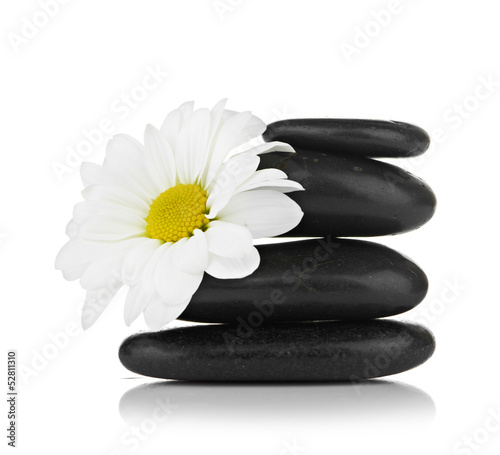 zen basalt stones and daisy isolated on white