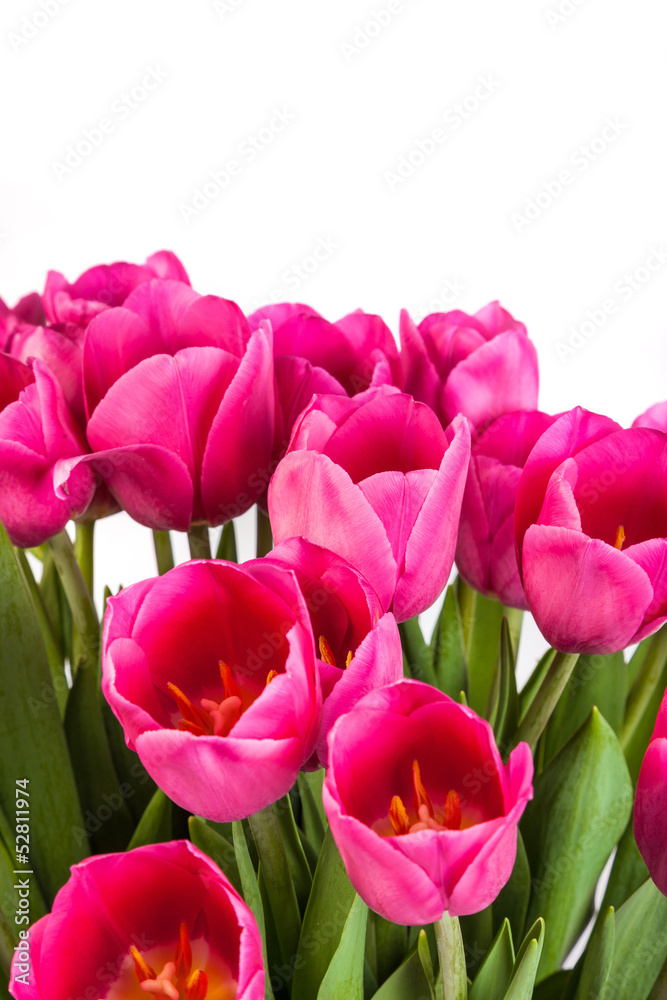 Naklejka premium Bunch of tulips on a white