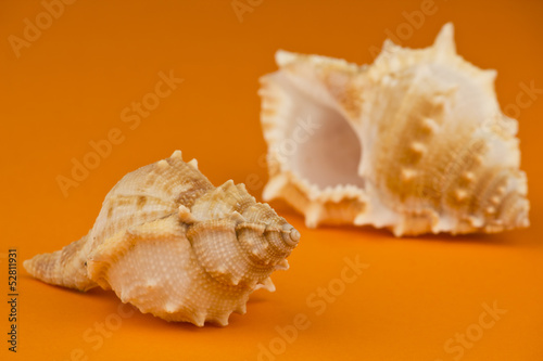 Two sea snails on orange background