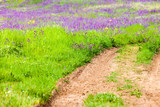 Spring Background With Green Grass And Wild Flowers
