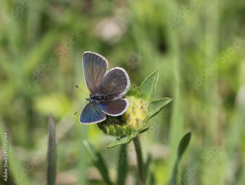 Zwerg-Bläuling (Cupido minimus) photo