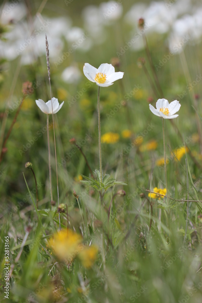 Große Windröschen (Anemone sylvestris) am Dörnberg