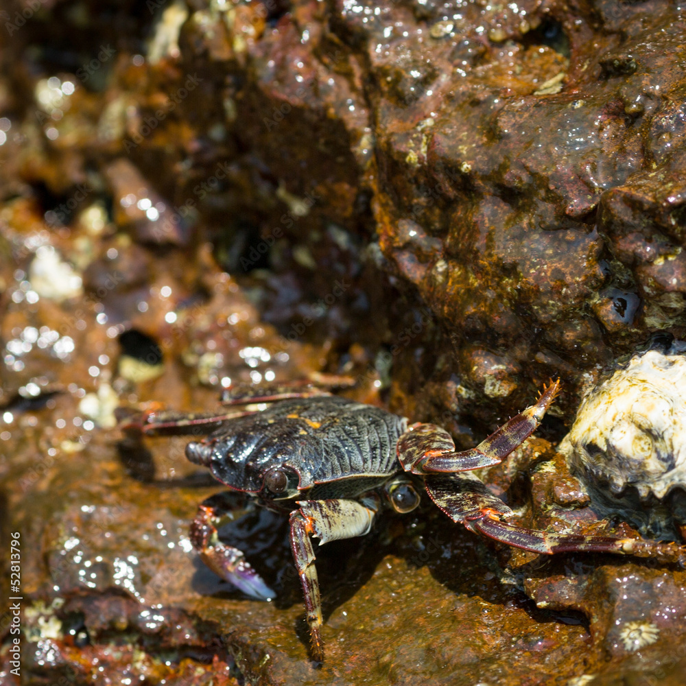 Crab on the rock