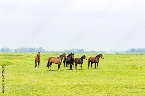 Six horses in a green meadow