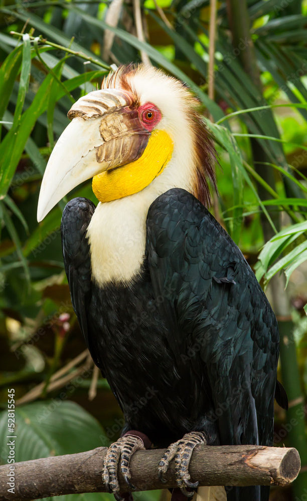 Close up of wreathed hornbill Close up of wreathed hornbill