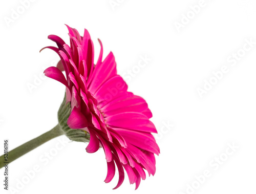 Fototapeta Naklejka Na Ścianę i Meble -  Beautiful Pink Flower Isolated on White